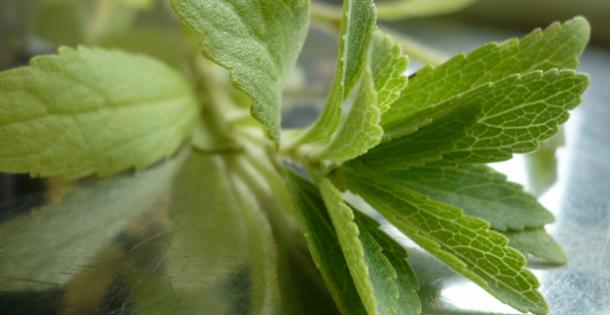 Zuckerersatz Stevia
