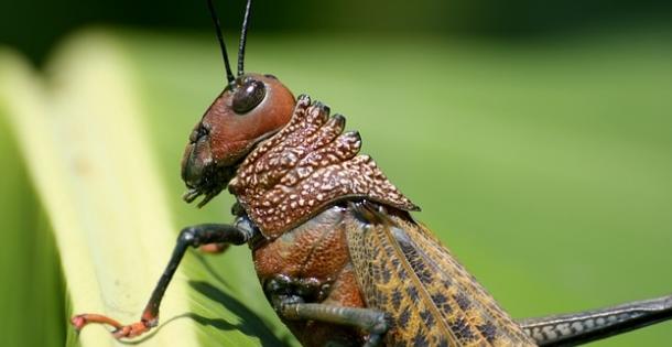 Insekten als zukünftiges Nahrungsmittel