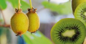 Kiwis zu Hause anbauen