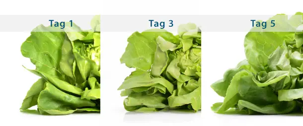 Bauknecht KGNF 203D IN: Frischetest, Salat nach 1, 3 und 5 Tagen