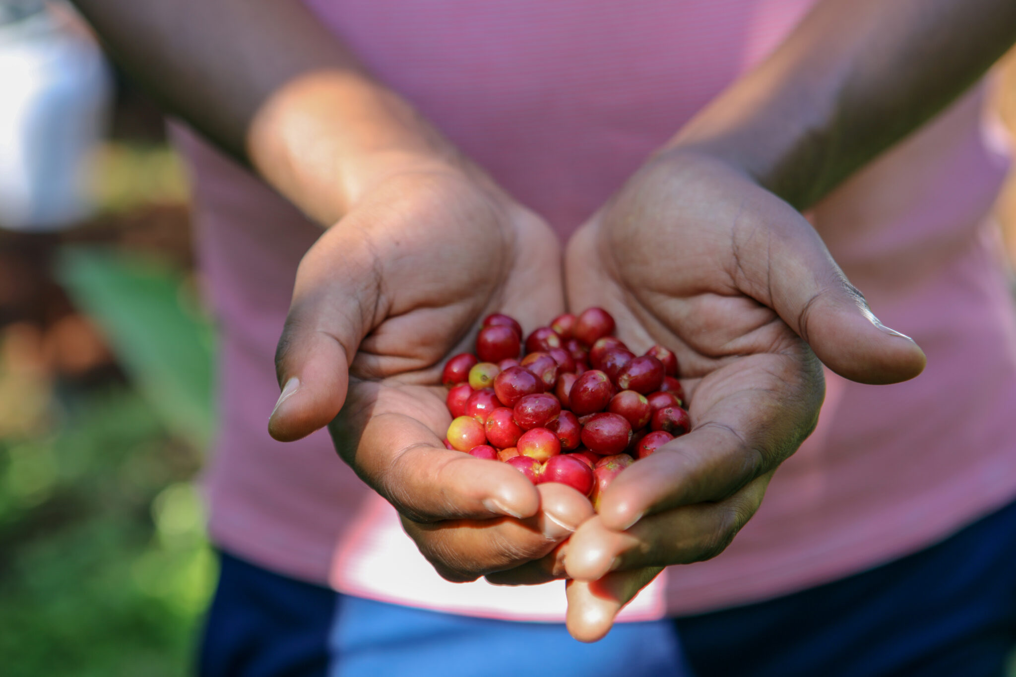 Tchibo Die Rarit t Bette Buna Ethiopia ETM TESTMAGAZIN Tchibo Die Rarit t Bette Buna Ethiopia ETM TESTMAGAZIN